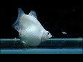 Molly Fish || Molly Fish Complete Care Guide in Bengali || Molly Fish Tank Mates || Expert Aquarist