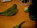 Sparky the budgie playing 'soccer' & flipping his opponent over