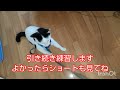 初めてハーネスをつけたらこうなっちゃいました#145