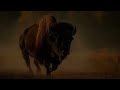 The Buffalo: Animal & Totem