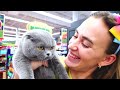 Vlad et Niki jouent avec des animaux | Vidéos drôles pour les enfants
