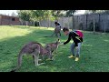 20230206-Lone Pine Koala Sanctuary-Kangaroo Encounter-03龍柏無尾熊動物園