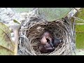 baby bird's brother is weak because of hunger.bird eps 239
