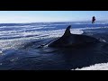 Dramatic raw footage of NOAA researchers tagging orcas with cross bows (killer whales) in Antarctica