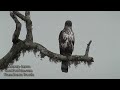 Amazing Call Of Crested Hawk eagle,  Serpent eagle