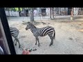 На нас напал тигр!!! / Прогулка по Зоопарку, Корейский зоопарк. KOREA #vlog5 #zoo #зоопарк #влог