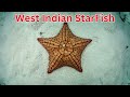 Starfish  | 60 Starfish Names  | The Sea Star