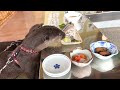 Happy Otters' Birthday with Sushi and Cake [Otter Life Day 859]