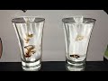 Structured Water TEST! Theoria Apophasis DIY Structured vs Normal - Droplet travel differences