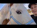 8 DAYS of MEET MY HORSES | Equestrian Vlogmas #3