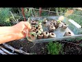 Planting your CUCUMBERS like THIS will save you TIME & HASSLE