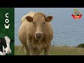 Funniest Animal Sounds In Nature: Rhino, Sika Deer, Antelope, Lizard, Mole - Animal Sounds