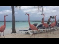 Flamingo Party in the Caribbean!