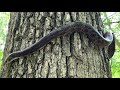 Is the Black Rat Snake Aggressive?
