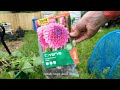 ALLOTMENT VLOG 8 - Planting Tomatoes, Dahlias, and more | allotment beginners