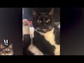 Try Not Laugh 😂🤣 2024 New Funny Cat Video 😸😆 Funny Animals😸 Meow Meow Fun