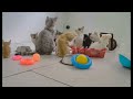 😘 Funny Dog And Cat Videos 😂 Funniest Catss 😸❤️