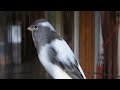 The singing canary tempts all the canaries to chirp