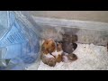 Fighting hamster babies learning and exploring