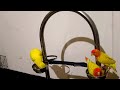 Ringneck parrot video