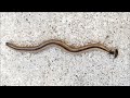 Poisonous hammerhead worms seen in Central Texas