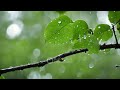 Ambient Sounds for Relaxation | Mesmerizing Rain Sounds and Calming Instrumentals 🌧️🌊