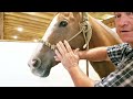 Don't look at buying a horse before watching this first