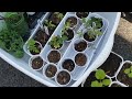 Week 8 Tomato & Pepper Seedlings: Undercurrent Issue?, Pest Pressure & Still Cold
