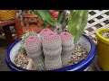 Succulent/Cacti Tour & Planty Chores: Checking in with the potted plants and arrangements 🌵🌸