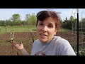 Garden after a Cover Crop | Watermelon Planting