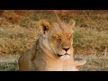 Journey Through Botswana - Wild Animals of Khwai & Moremi Game Reserve in 8K + Real Sounds of Africa