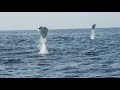 Giant Eagle Rays Launching Themselves into the Air 🌊 Epic Animal Migrations | Smithsonian Channel