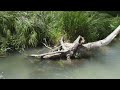 South Llano River State Park