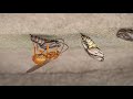 These Silk-Swinging Caterpillars Will Ruin Your Picnic | Deep Look