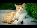Cute Yellow Cat Lullaby: Relaxing Baby Music To Help Babies Sleep | Sleeping Music for Babies