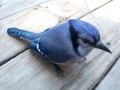 my ALMOST pet blue jay