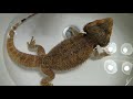Bearded Dragon Update! - How To Wash/Treat a Wound On a Bearded Dragon - 15K SUBSCRIBER SPECIAL!