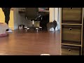 Introducing cats gone wrong