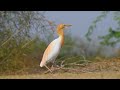 The Brutal Reality Of Nature Baby Spiny-Tailed Lizards vs Cattle Egret 4K #wildlife #nature #birds