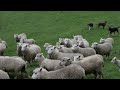 Sheep stories