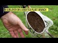 CLONE a FRUIT TREE the EASY WAY | Air Layering Fruit Trees