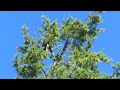 Part 1_Male Harrier hawk dive bombing Bald Eagle