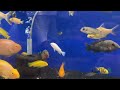 Unboxing Tropical Fish Shipment | Rare Variety | Tropical Fish Shipment at Aquatic House