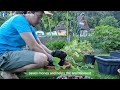 Why is it good to grow your own vegetables? | Bakit maganda't nakabubuti magtanim ng sariling gulay?