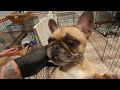 Daily Frenchie Dose May 6, 2024 - Crazy puppy breakfast & nose buttering
