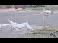 Cockatoos in our backyard