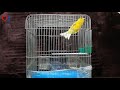 If you have a canary - don't sing - just hear this and you'll see the result