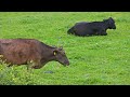 black cow is laying on short green grass pasture with no movement, one brown cow is standing behind