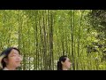 Relaxing breezy bamboos nature
