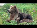 The Endearing Adventures of Young Animal Explorers With Relaxing Music, Cute Baby Animals 4K